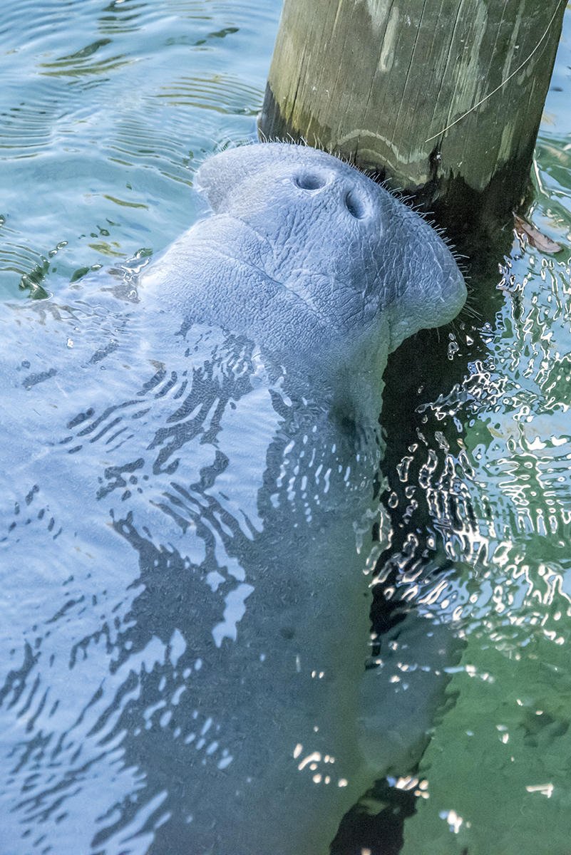 Manatees at Blue Spring State Park, Florida Traveling Huntleys